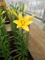 [4022 El Divo No01.JPG]